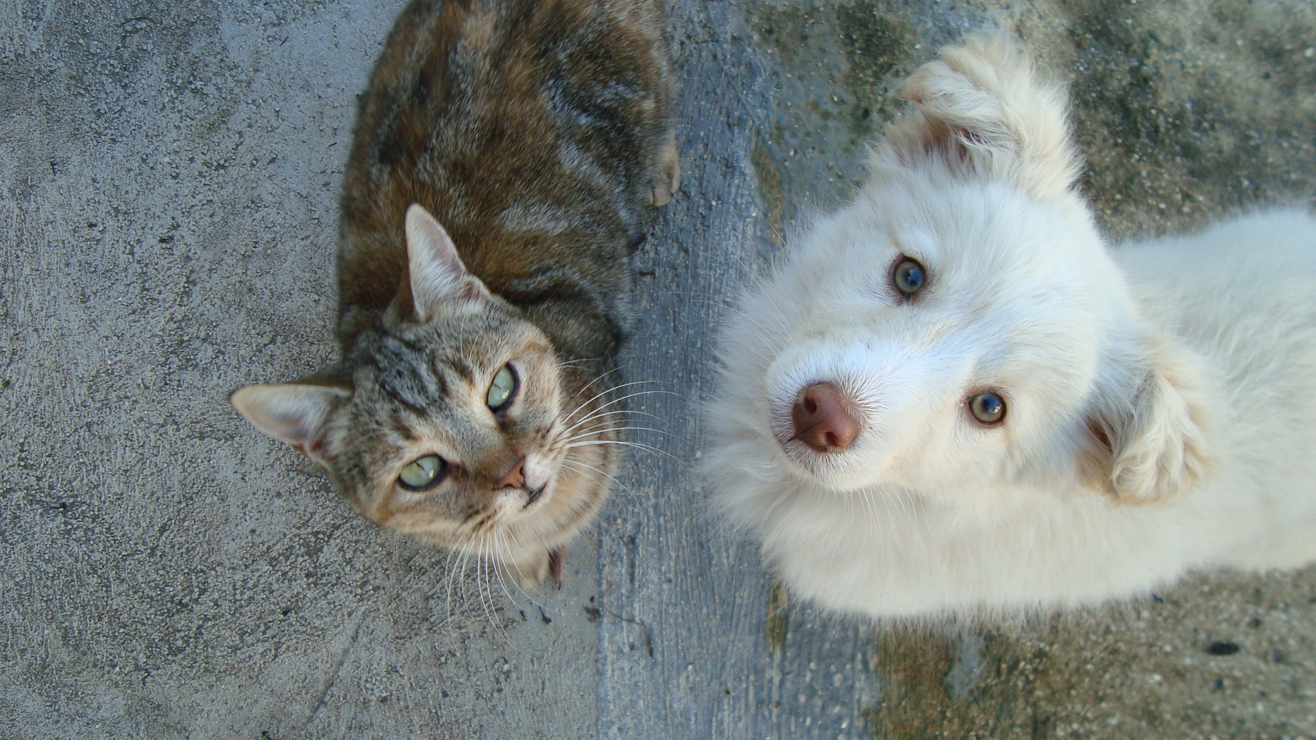 Cat and Dog