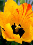 Tulip by daleli6