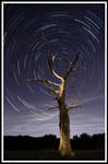 Star Trails - Dead Tree I by allanibanez