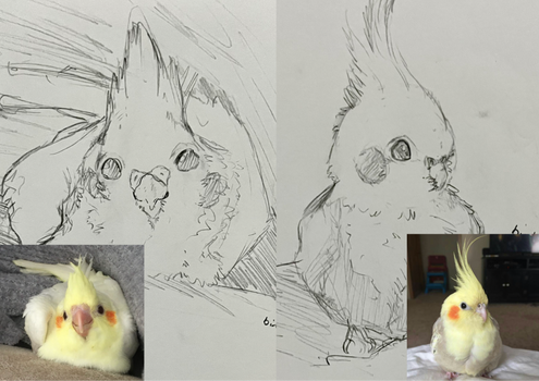 cockatiel sketches