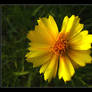 Yellow Flower