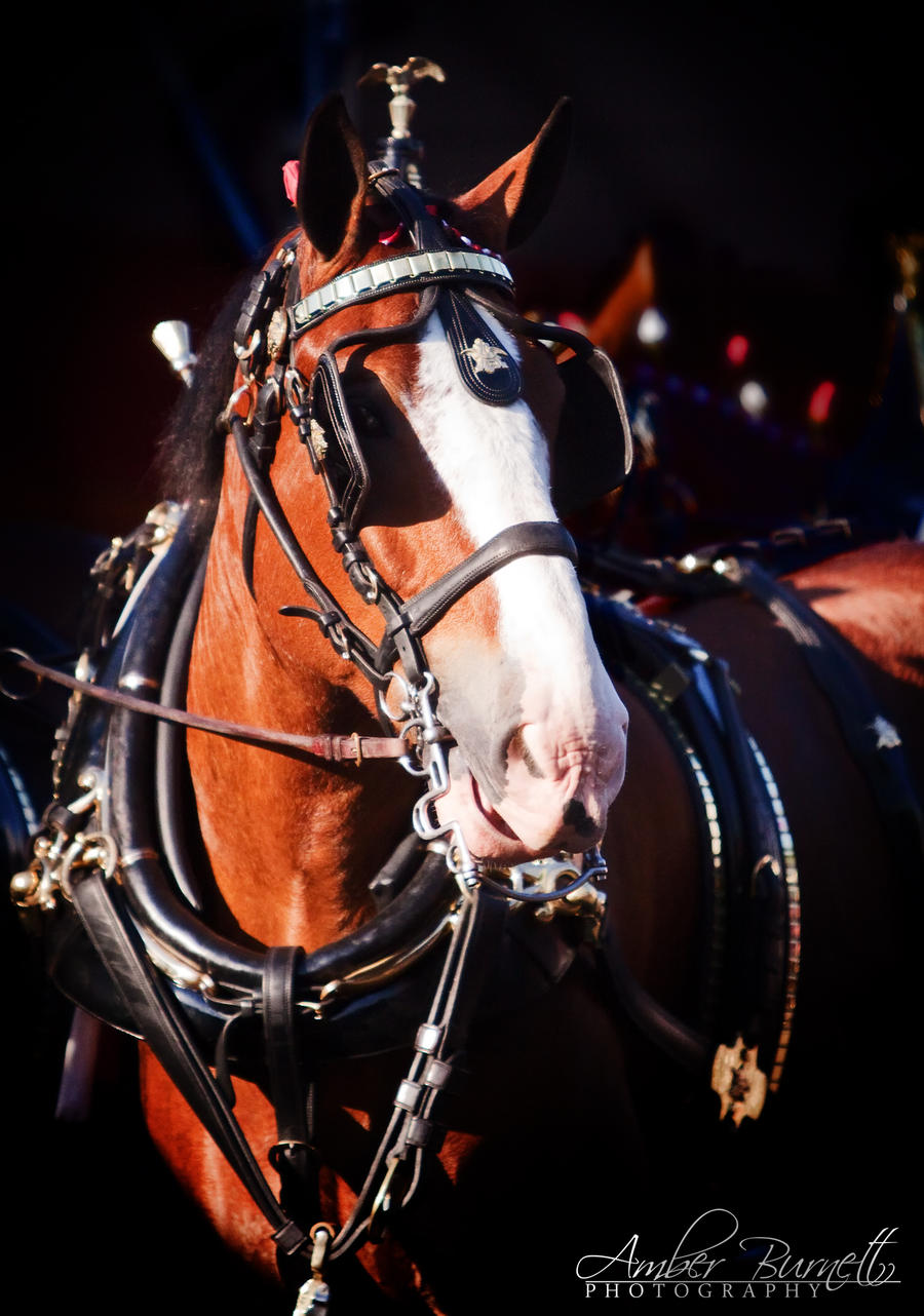 Budwesier Clydesdale