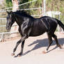HORSE STOCK - FOXTROTTER BC 03