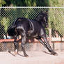 HORSE STOCK - FOXTROTTER BC 06