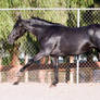 HORSE STOCK - FOXTROTTER BC 13