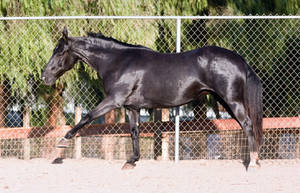 HORSE STOCK - FOXTROTTER BC 13