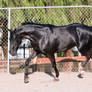 HORSE STOCK - FOXTROTTER BC 14