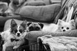 Three Amigos by kittykitty5150