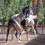 HORSE STOCK - Duke and Buddy 1