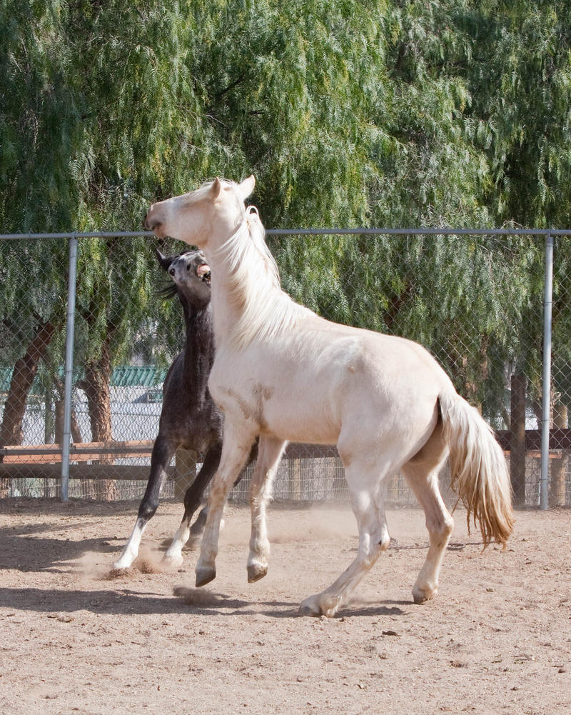 HORSE STOCK- Duke and Buddy 2