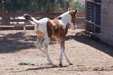 HORSE STOCK - Foal 5