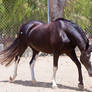 HORSE STOCK - Pippin 1
