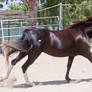 HORSE STOCK - Pippin 2