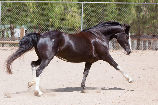 HORSE STOCK - Pippin 8
