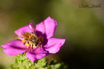 Bee on Baja Rose