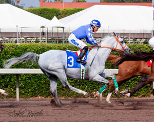 Arabian Racehorse