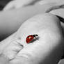 Ladybug