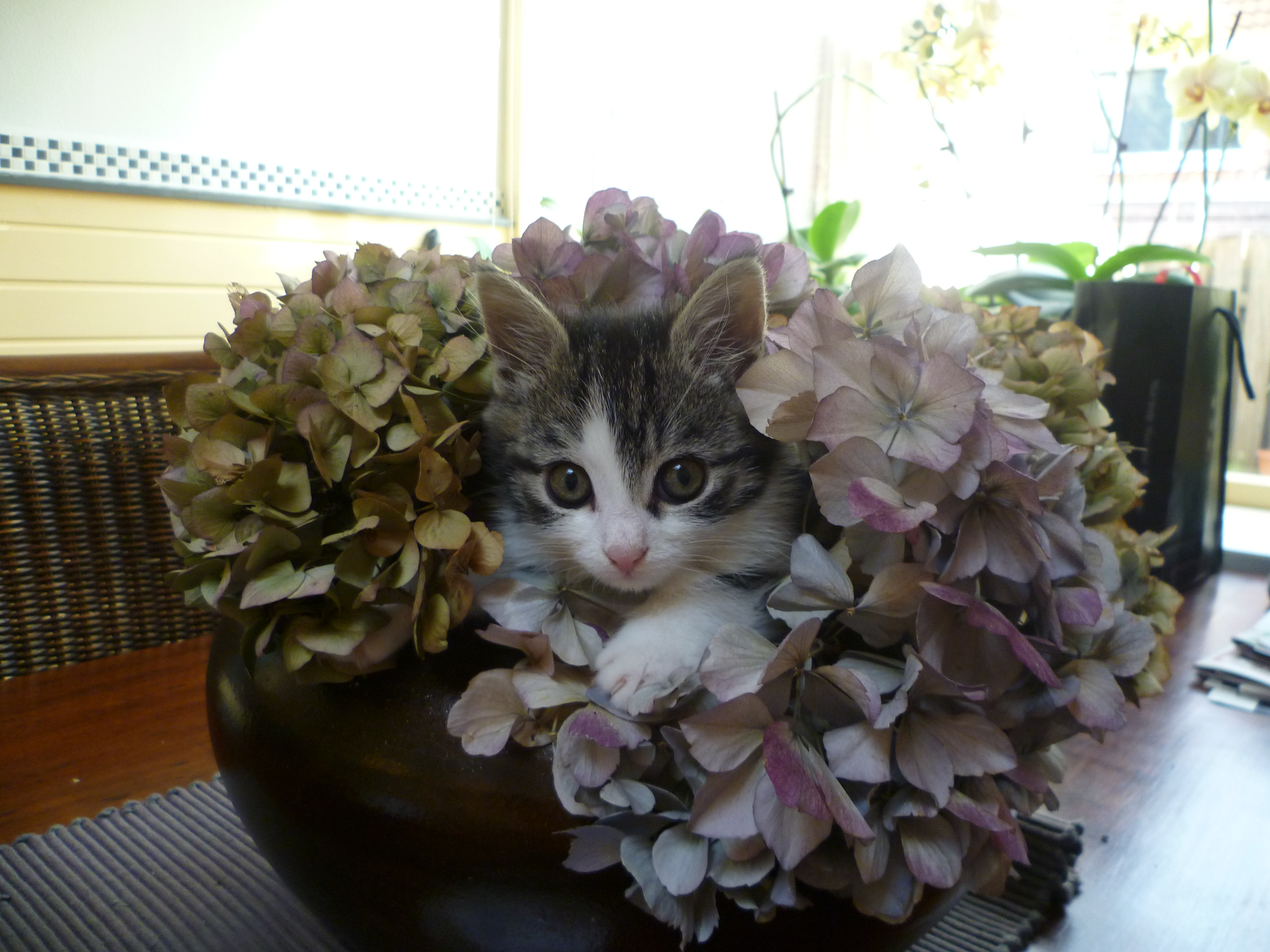 cat in a plant