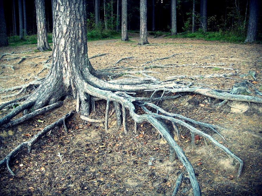 Doob Roots Roots by utopia-dweller on DeviantArt