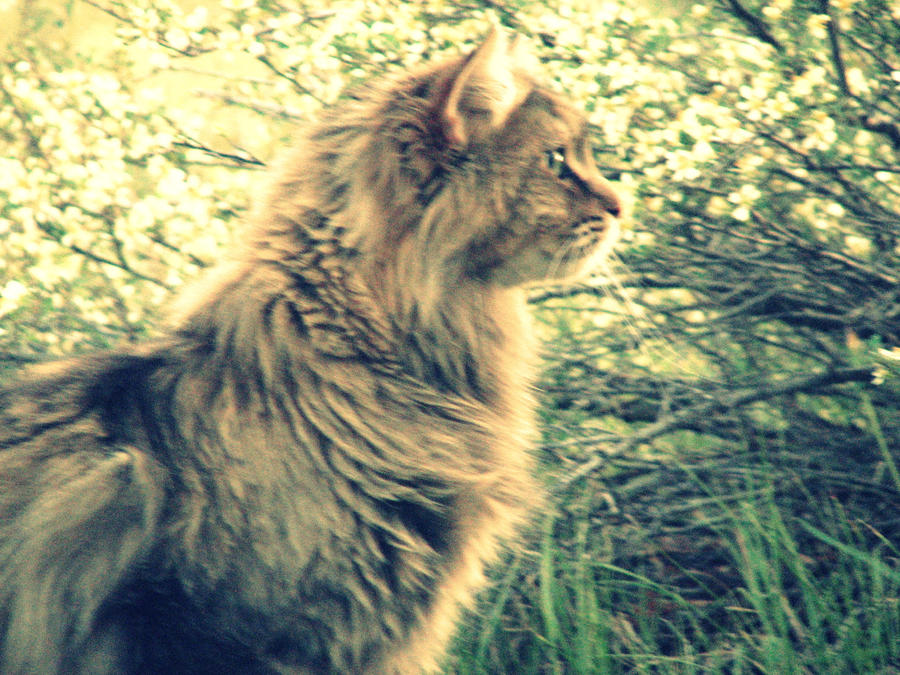 Rascal Cat Model Rascal by Katnam on DeviantArt