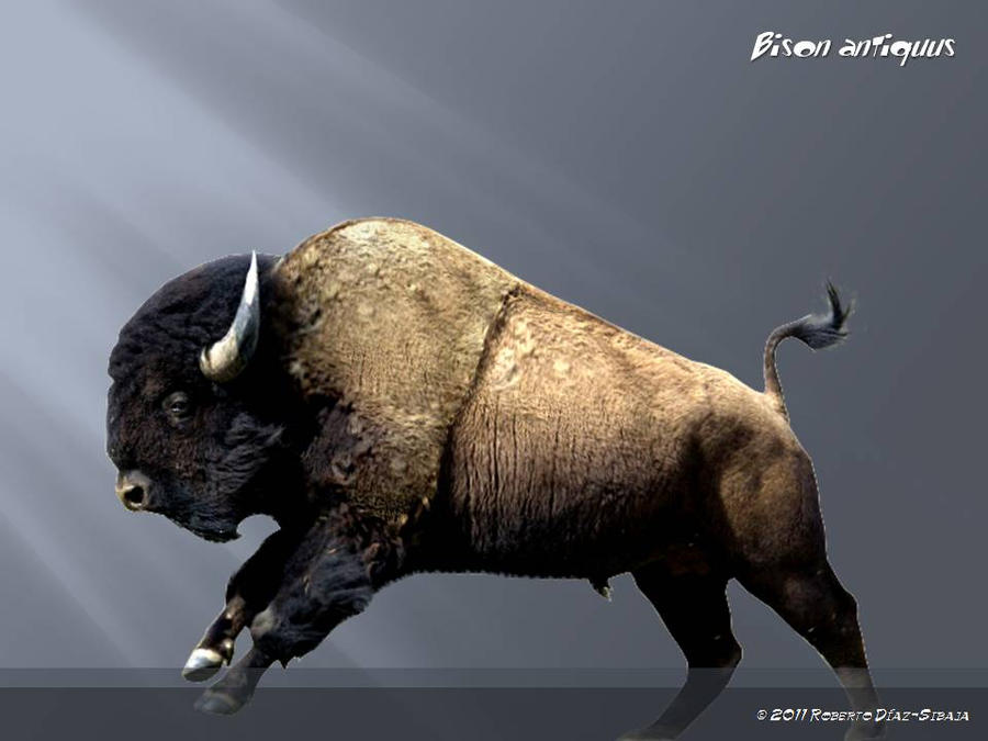 Bison antiquus