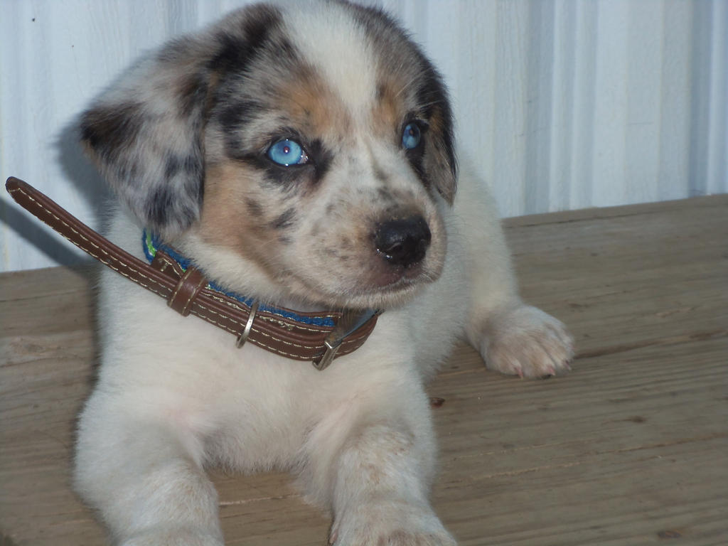 Riot. RIP by okiecowgirl2015 on DeviantArt