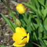 Yellow Tulips