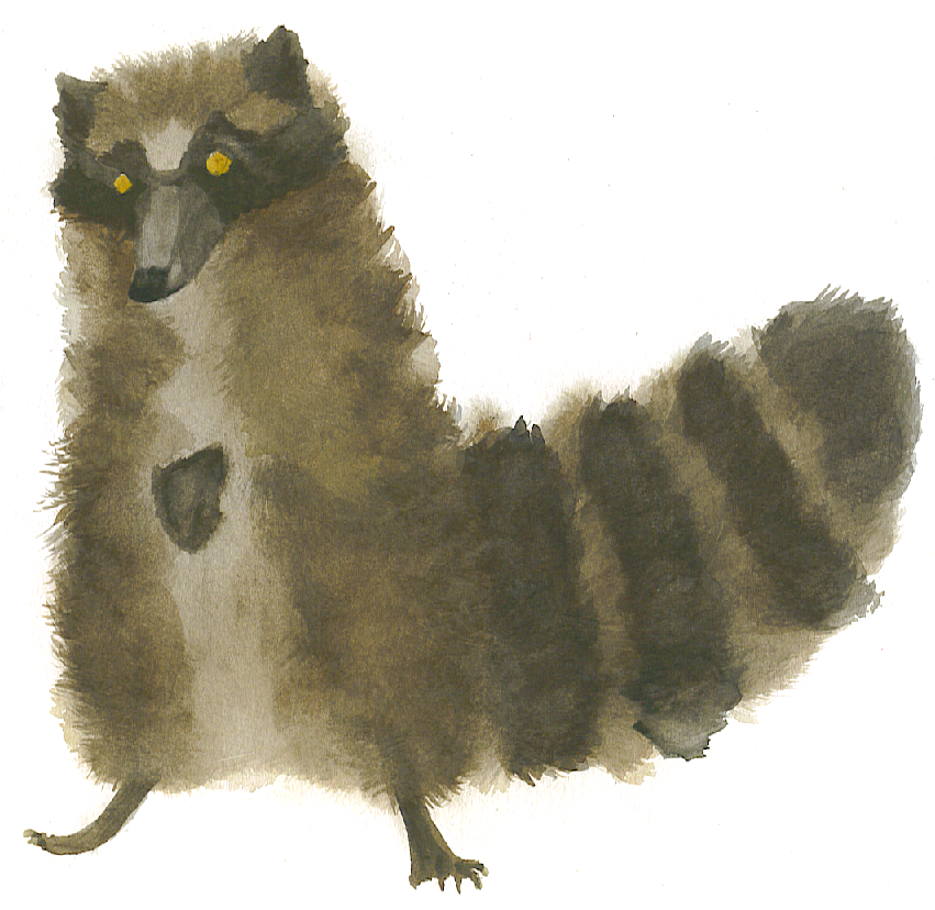 Raccoon