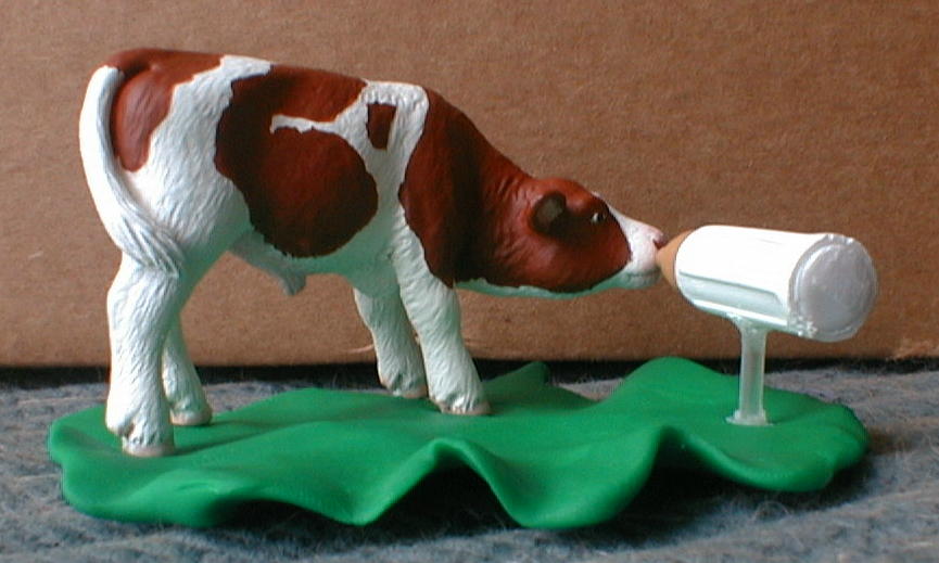 Suckling Red Holstein Calf