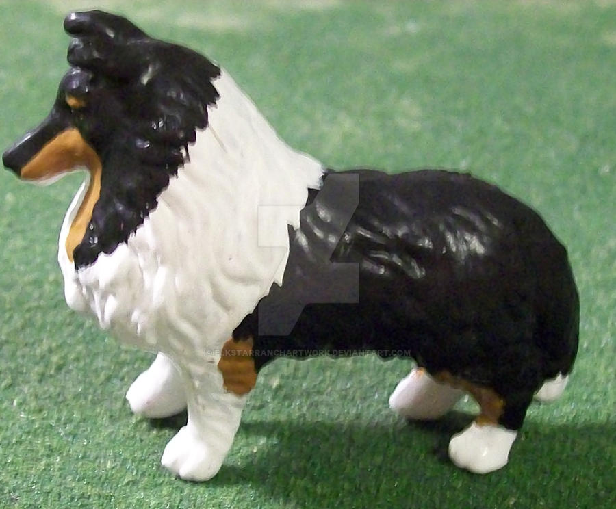 Tri Collie