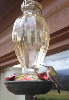 Resting Hummingbird