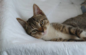 kitten in clothesbasket