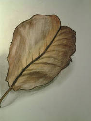 Leaf