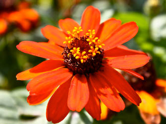 Red flower in quebec