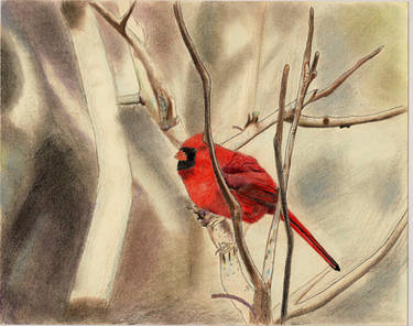 Gift- Winterberry Cardinal