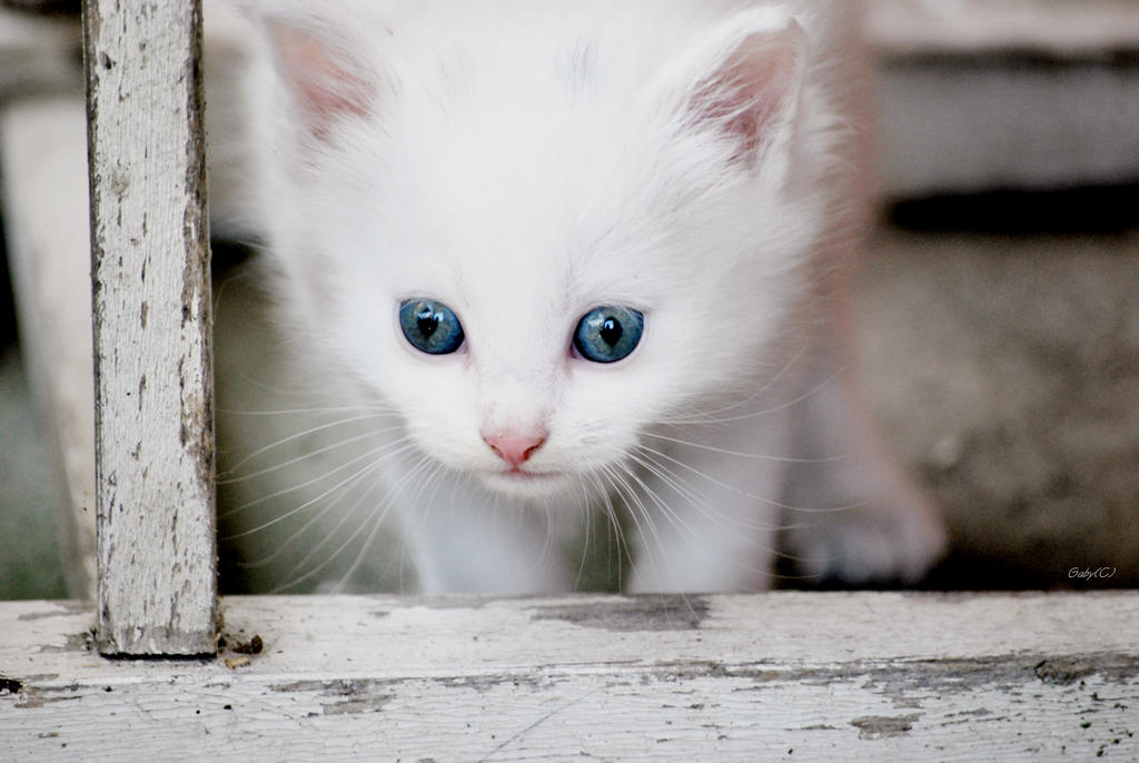 Беленьких котиков. Белый голубоглазый котенок. Маленький Беленький котенок. Белый кот с голубыми глазами. Белый котёнок с голубыми глазами.