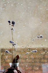 Lavender and rain