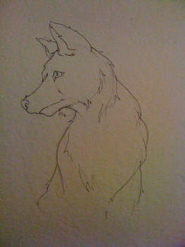 Wolf Sketch