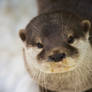 Otter