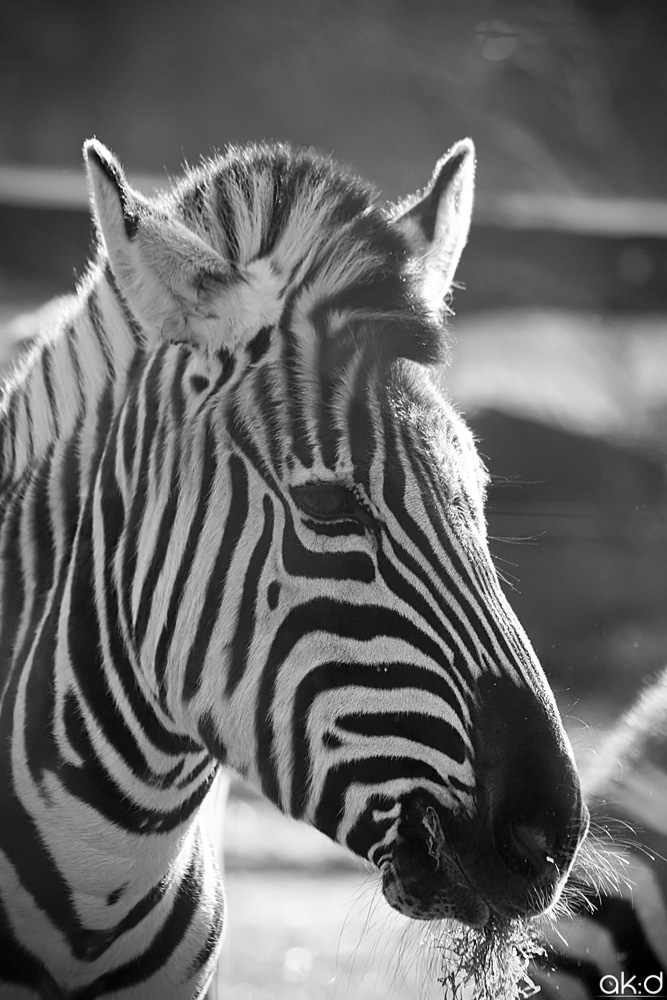 Zebra BW