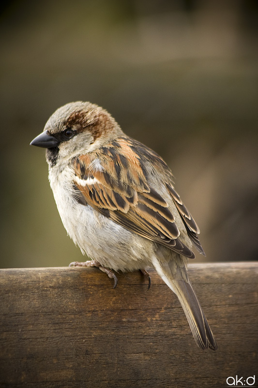 Sparrow