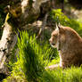 Lynx relaxing
