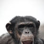 Chimp stunning