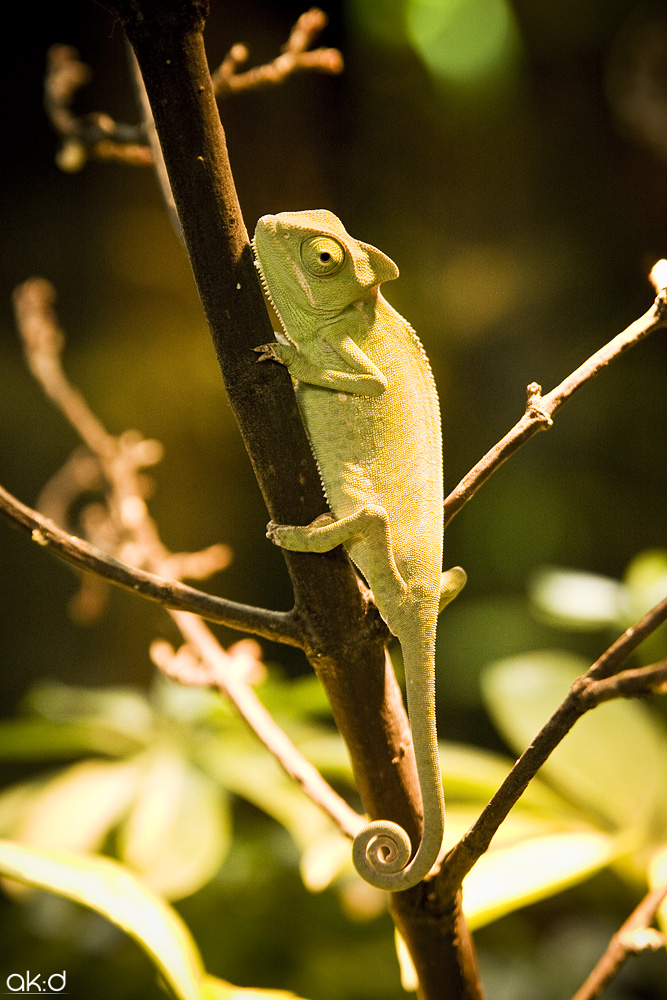 Chameleon