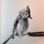 Tufted Titmouse - graphitint