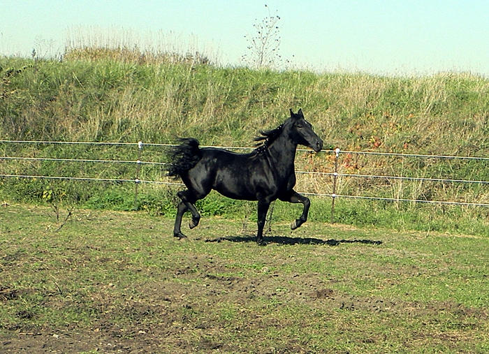 Morgan Mare Trot 4