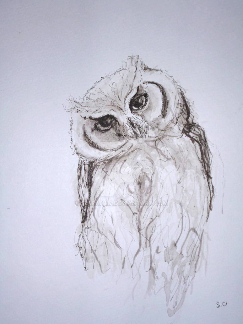 An Owl