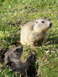 Marmottes by Simonmarky