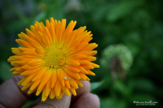 Orange Flower