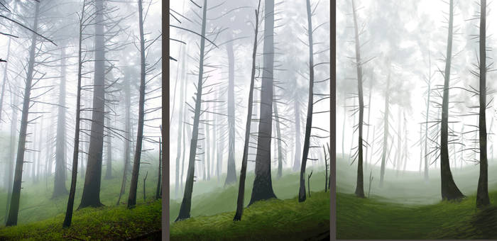 Foggy Forest